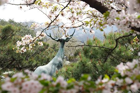 2022년 서울캠퍼스의 봄 